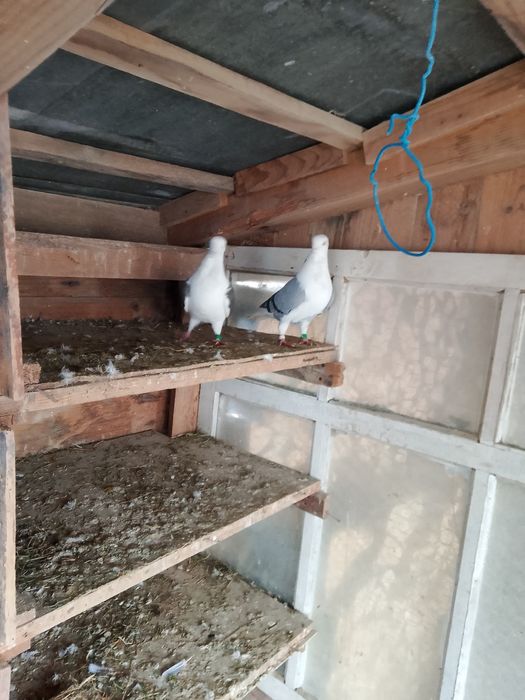 Porumbei pescăruș o pereche