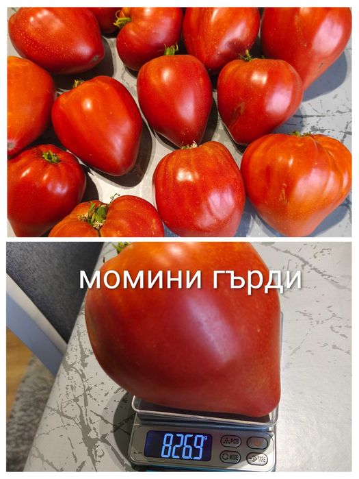 Семена от стари селски нехибридни сортове домати,краставици и други