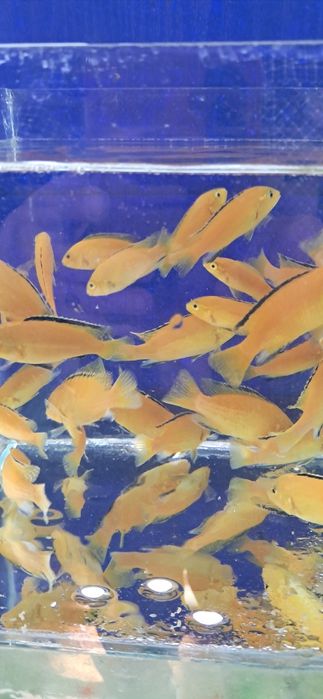 Калибри Лабидохромис эллоу