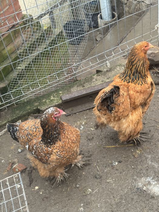 Cochinchina uriaș BHP