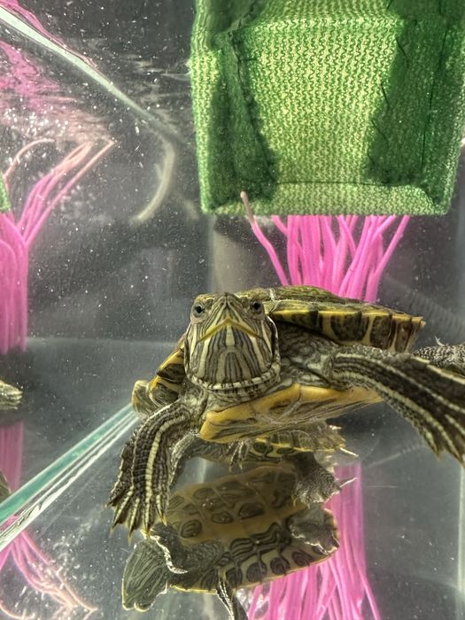 Продам Красноухих черепах