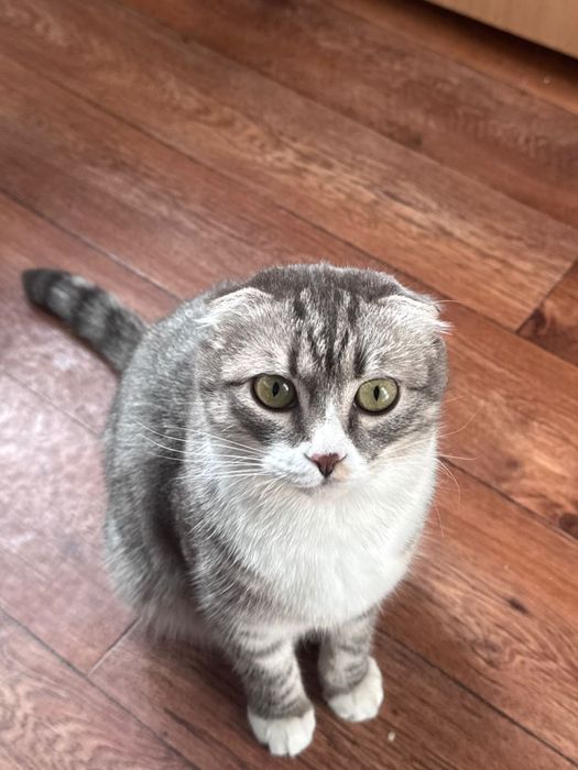 Отдам шотландца кота