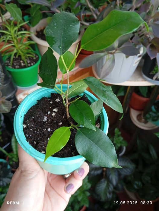 Продам цветы по 1000 тенге