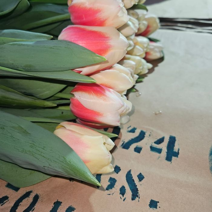 Тюльпаны Галанский оптом