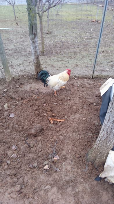 Vând cocoș de casă