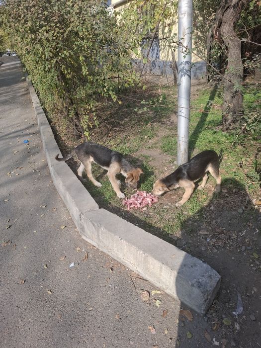 Пристройство щенков