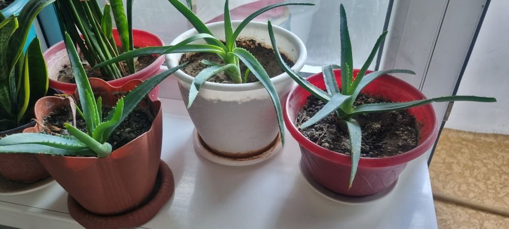 Цветы продам разные