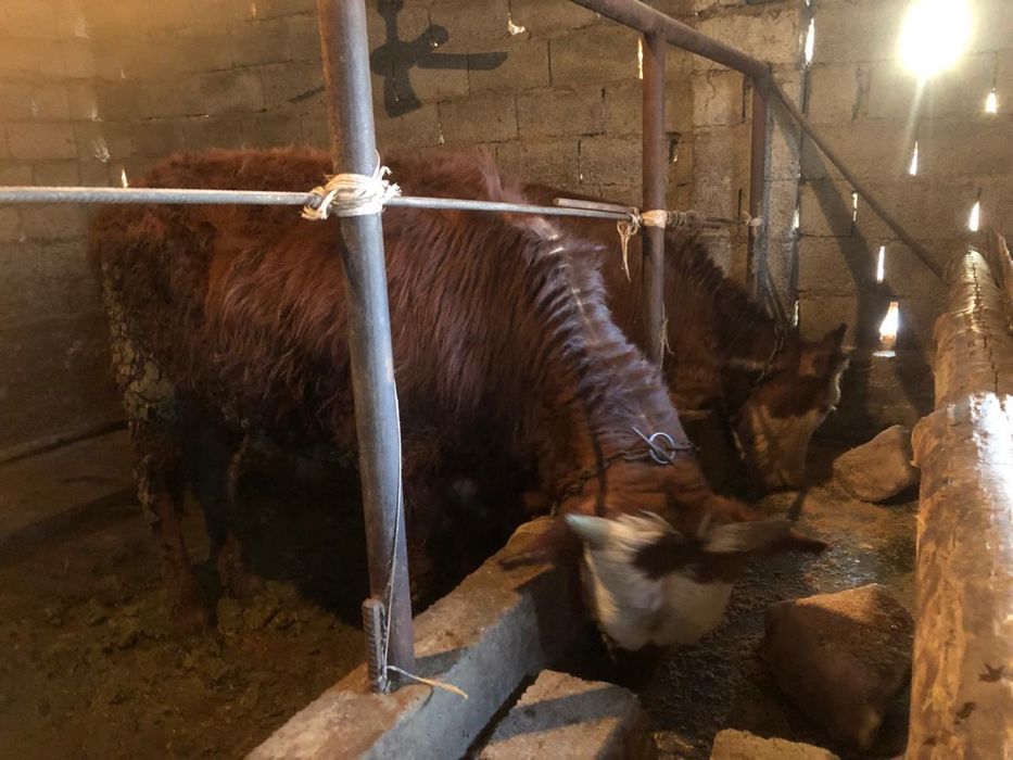 Бука сатылады   .