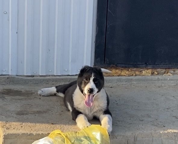 Ұрғашы күшік 3айлық