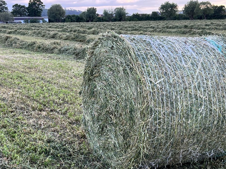 Baloti lucerna bine presati