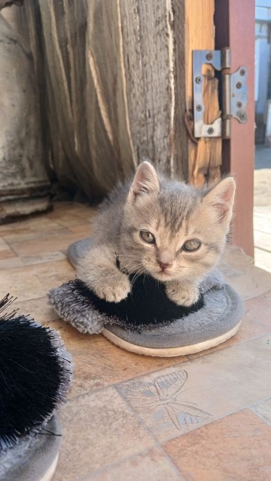Возьмите котёнка