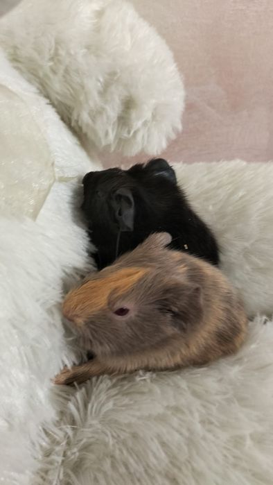 Porcușor de guineea