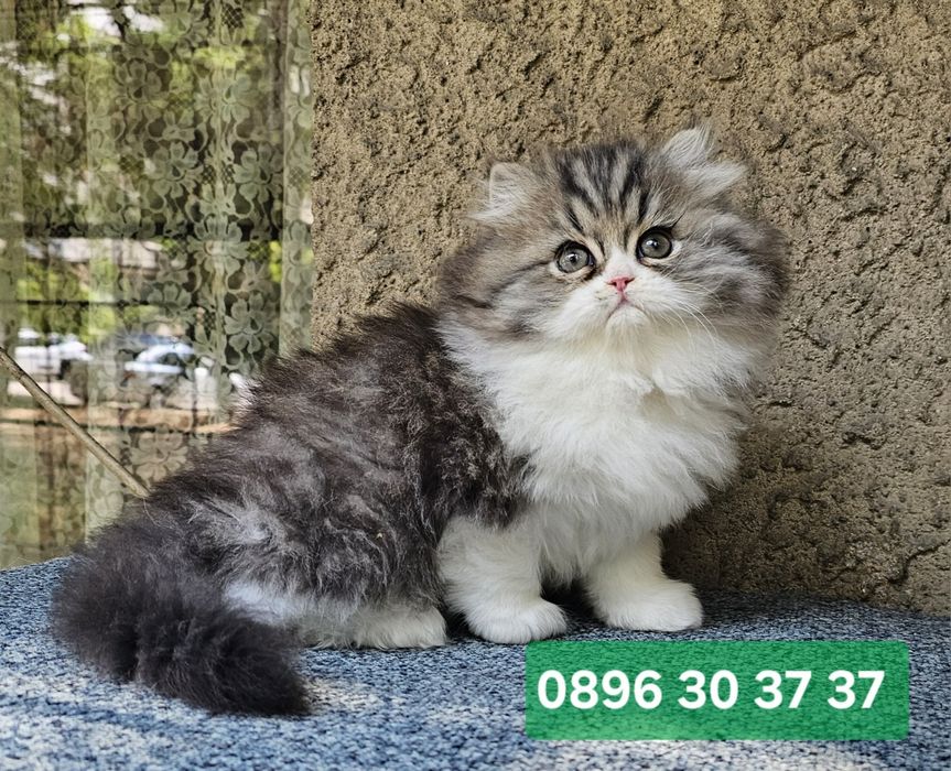 Персийски котенца