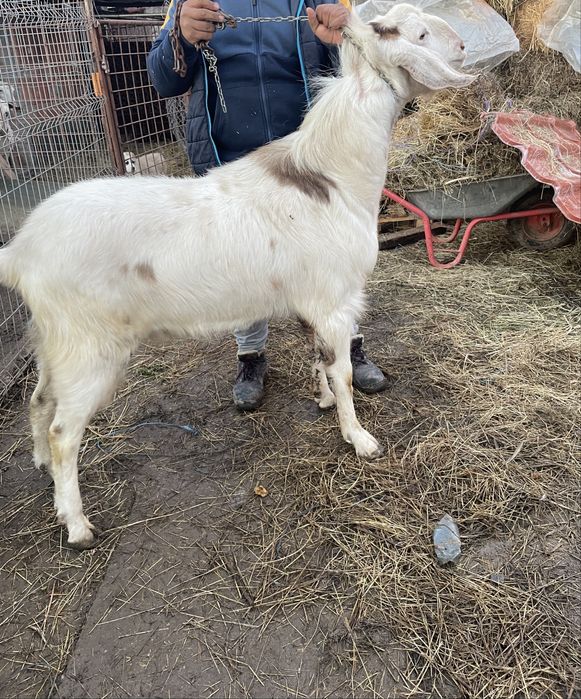 Țap anglonubian 2 ani