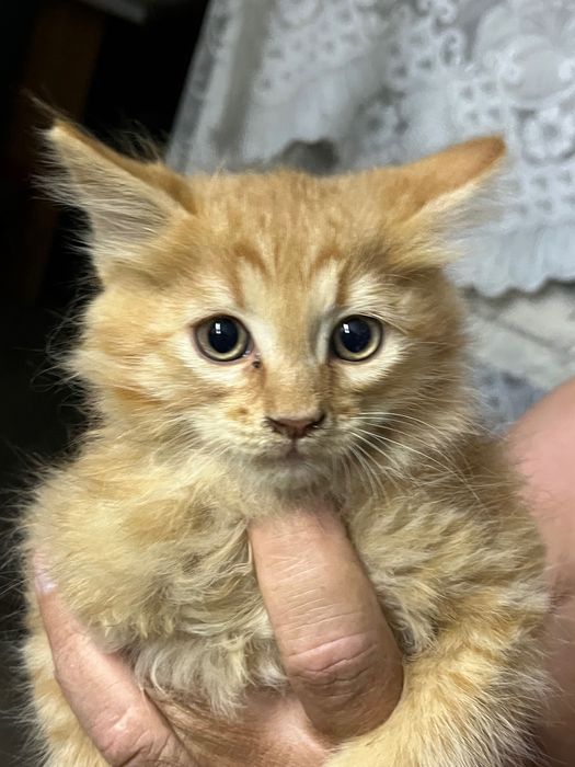 Котята мальчики 3 шт
