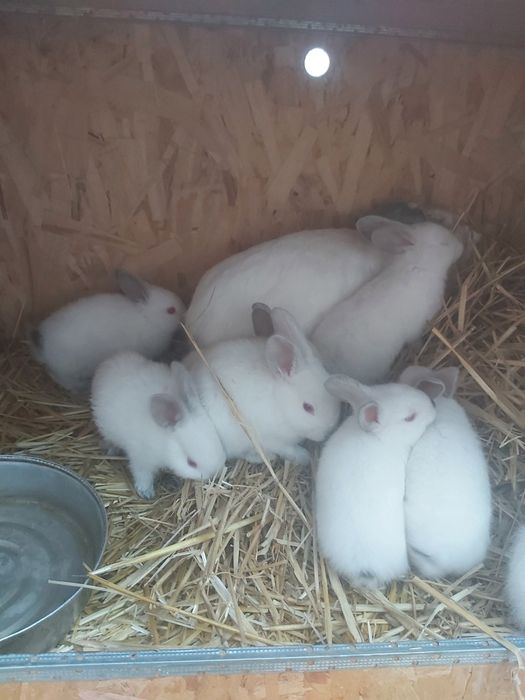 Продаются кролики крольчата куен болалари  онаси билан. Калифорния зот