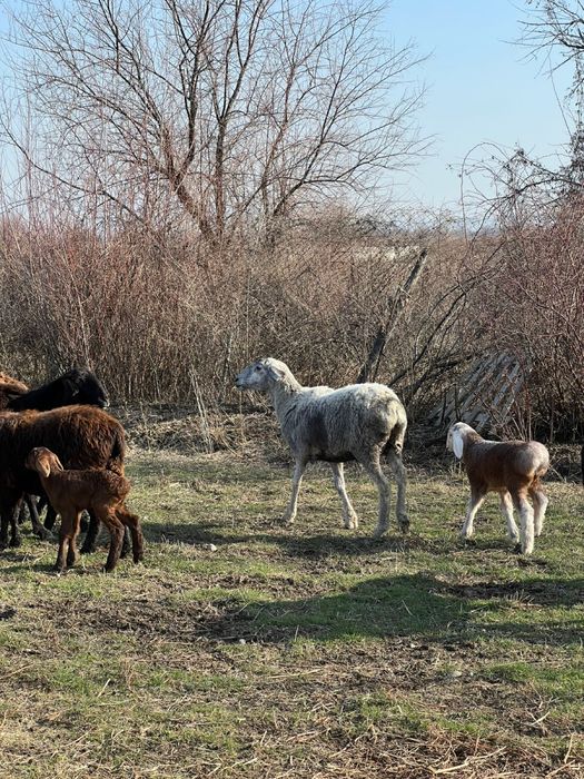 Бараны с барашками