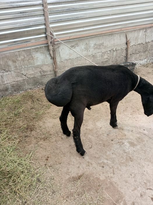 Arashan qóchqor sotiladi