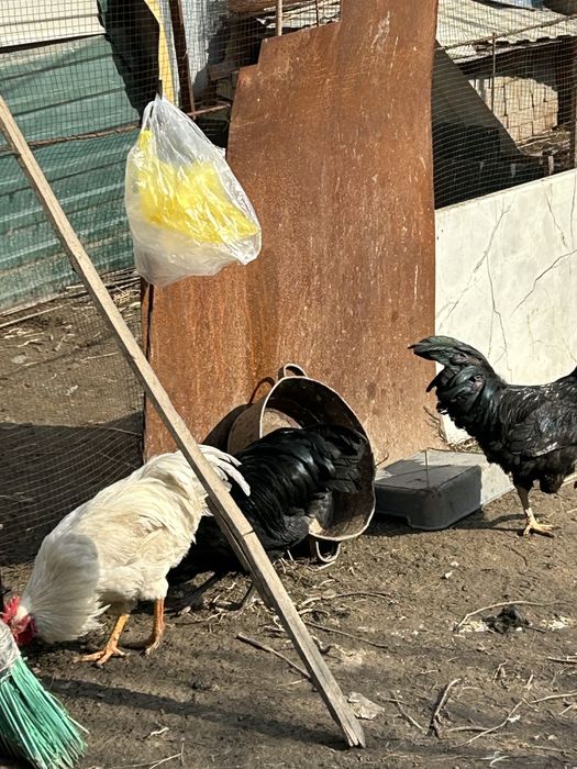 Петухи продам на племя