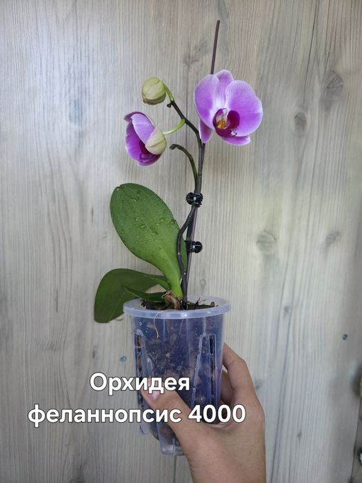 Комнатные растения