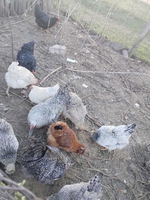 Продавам яйца от различни породи