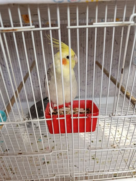 Karella  soglom sotiladi