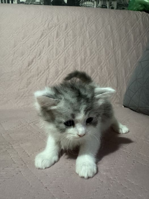 Отдам  котят девочки