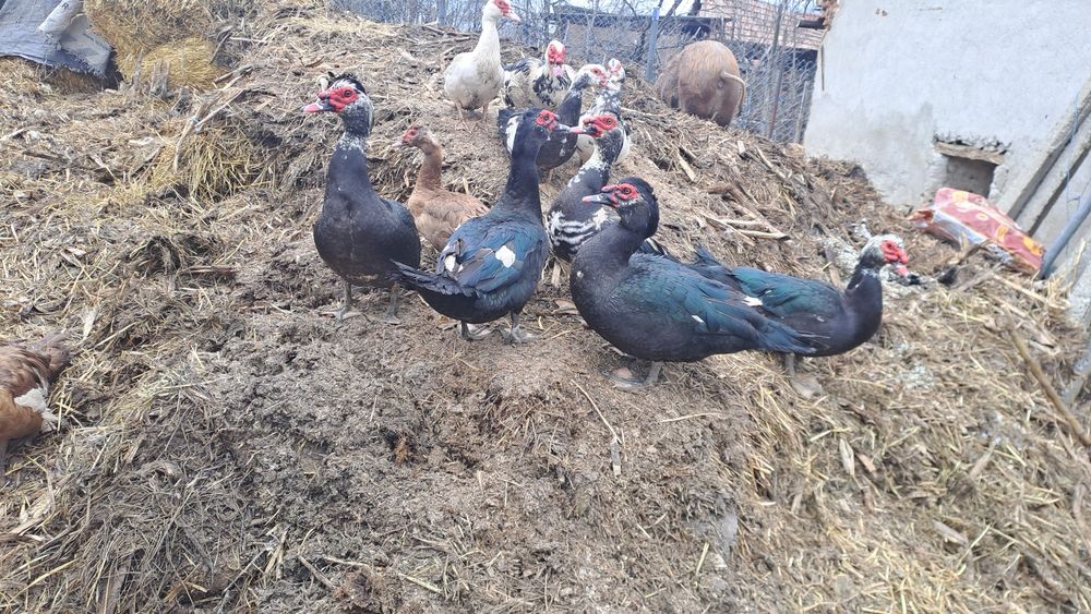 Vand sau schimb ratoi lesesti