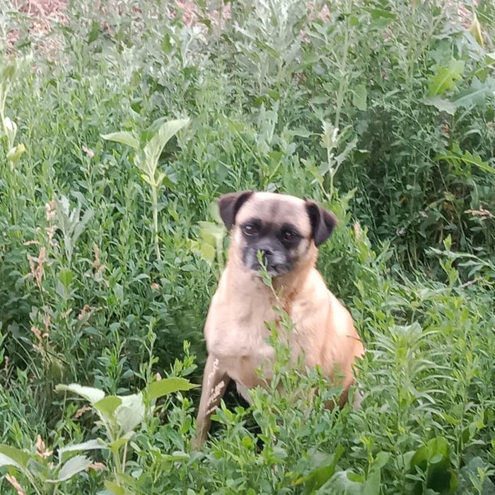 Отдам собачку в добрые руки