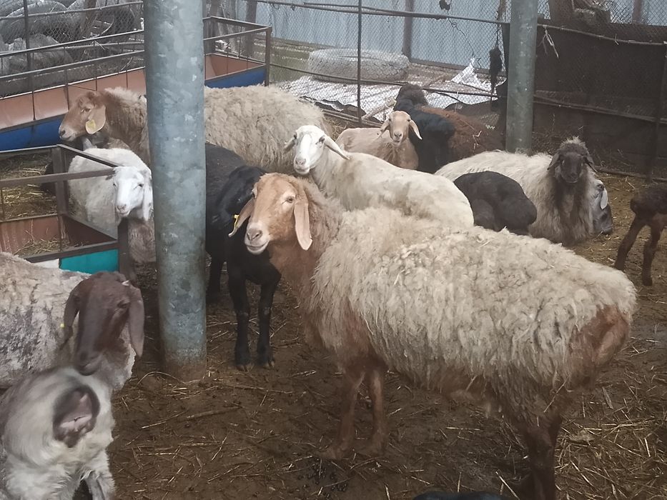 Бараны арашаны гисары