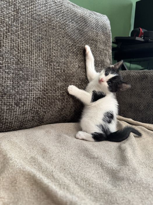 Подарявам котенца