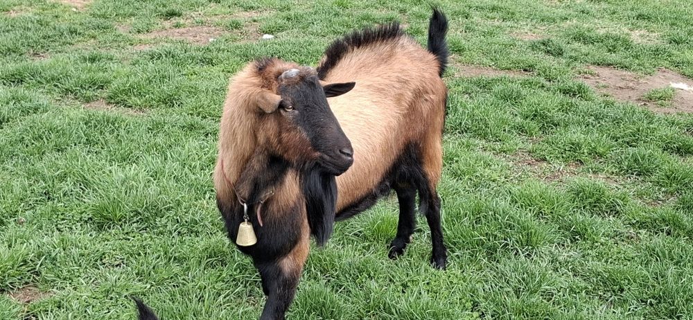 Vand tap alpin francez