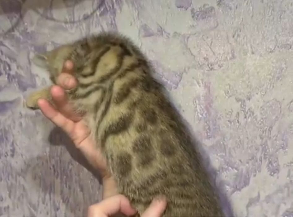 Бенгальские котята