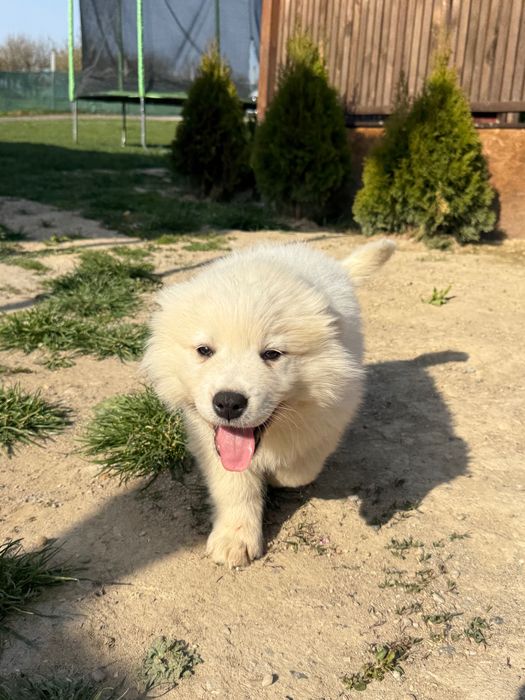 Caine Samoyed - Pui