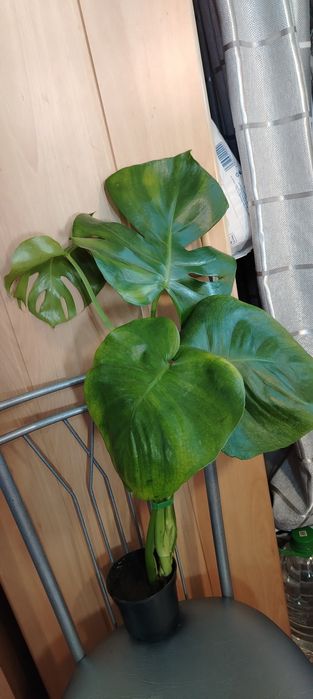 Продам недорого комнатные растения