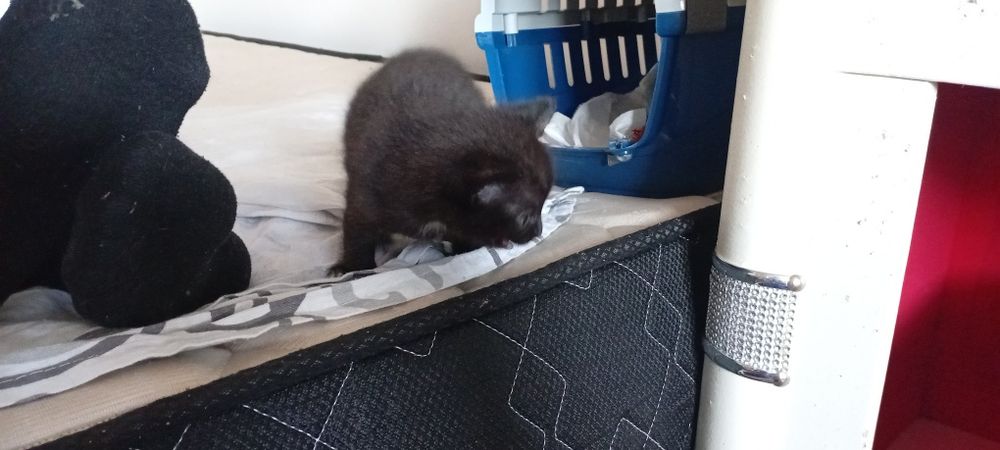 Месячный мини котенок мальчик