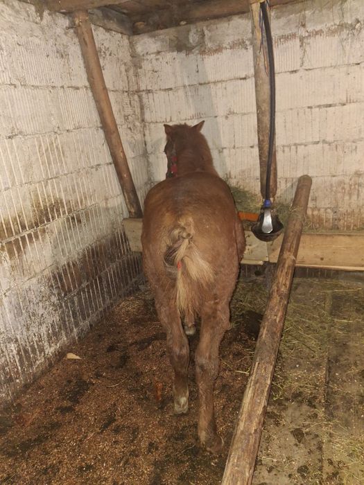 Mànza de vânzare sau shimb