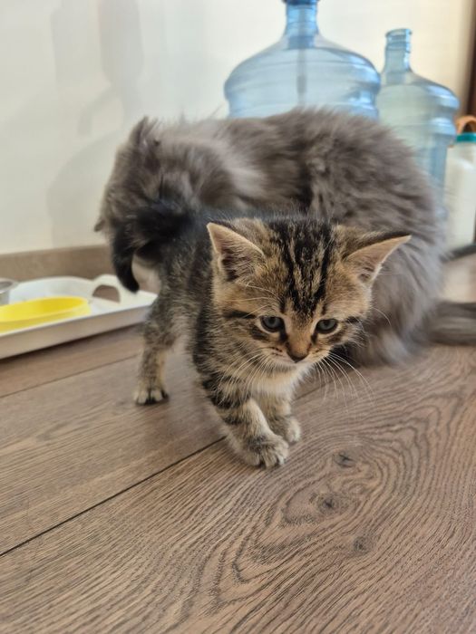 Продам пародистых котят