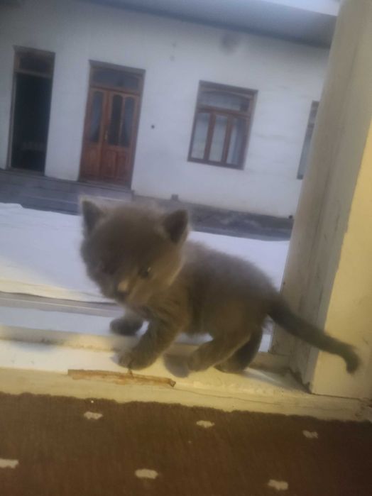 шотландская веслоухая котята