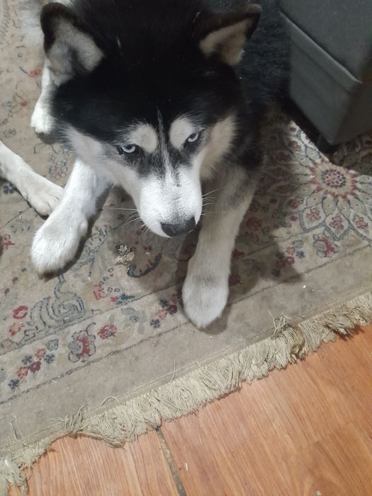 Хаски Кабель Сибирский Хаски