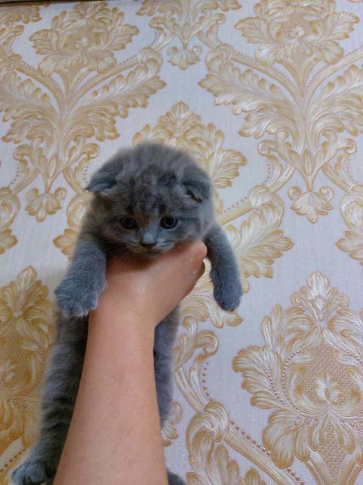 Sotiladi Scotish fold