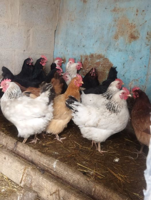 Продам куры домашние