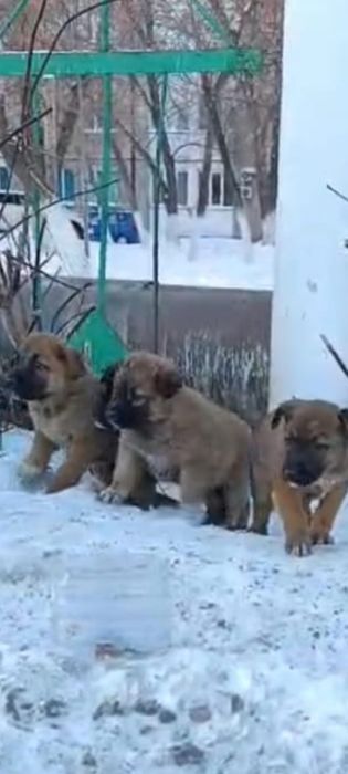 Большой выбор щенят,доставка