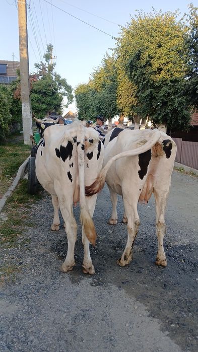 Vand vaci holstein