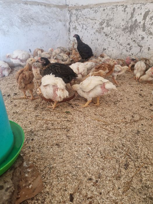 Puicuțe moravia,kabir și monaco