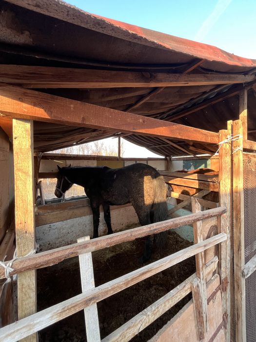 2 жасар семіз откорм Байтал сатыладыыыыыыыыыыыыыыыыыыыыыыыыыыы