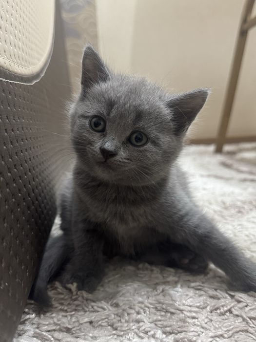 британский котенок ( девочка )