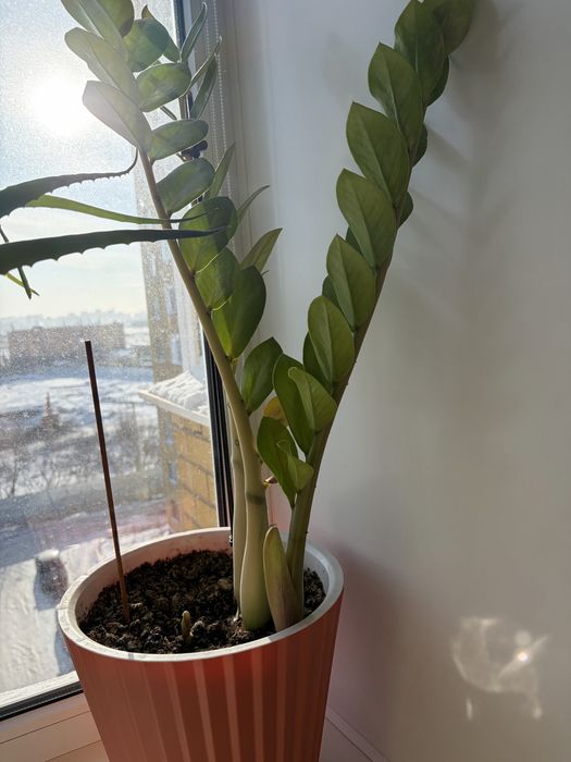 Продам цветы домашние долларовое дерево