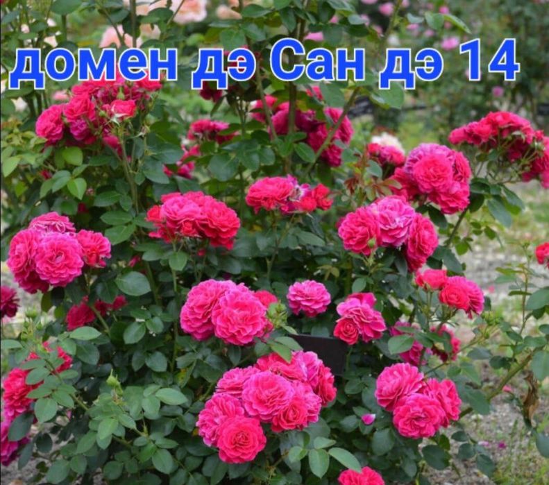 Atirgul ko'chatlari sotiladi