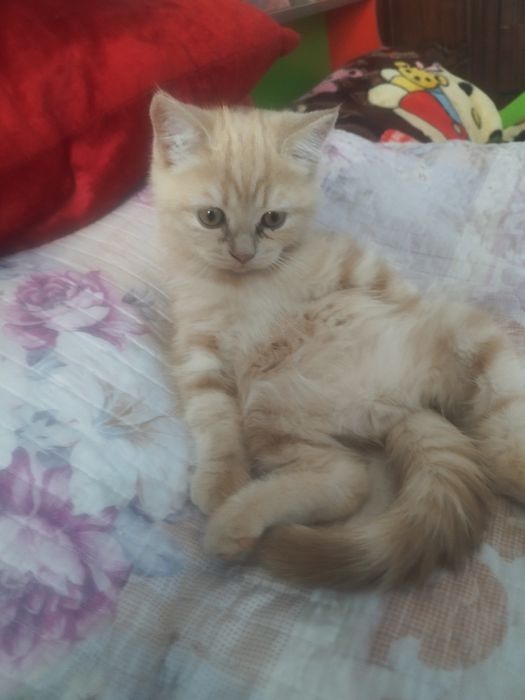 Skotish strayt malchik